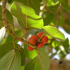 Fig berries