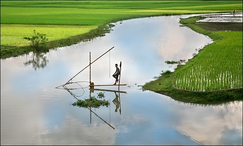 孟加拉的稻田養魚。（圖：Michael Foley Photography）