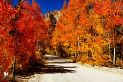 Eastern Sierra Fall Color