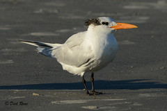 Royal Tern FL 17