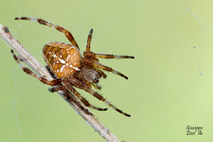Arachnida (Aracnidi)