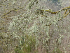 Lichens en Limousin