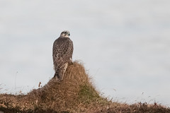 Gyr Falcon - Falco rusticolus - Fálki