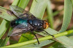 Diptera: Brachycera: Calliphoridae
