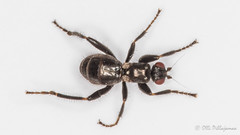 Diptera: Brachycera: Sphaeroceridae