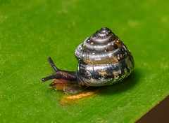 Snails (Gastropoda)