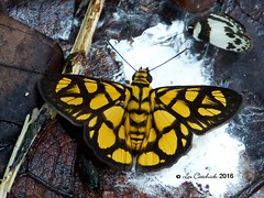 Malyasia 2016 Butterflies