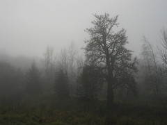 Fog, Nebel, neblina