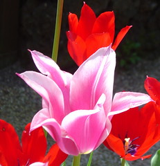 A Garden of Tulips