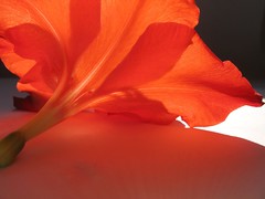 Palma-de-Sta-Rita | Gladiolus 