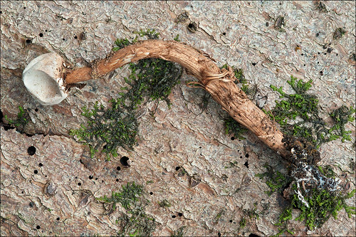 Тулостома бахромчатая (Tulostoma fimbriatum) Автор: Amadej Trnkoczy (Slovenija)