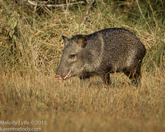 Warthogs, Pigs and Peccaries