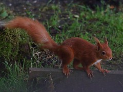 Red Squirrels 2015