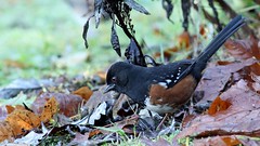 Spotted Towhees