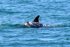 Dolphin Survey August 2015