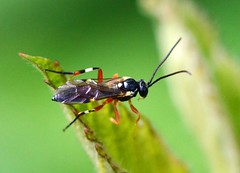 Ichneumons, Parasitic & Predatory Wasps