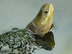 Zhous Scharnierschildkröte