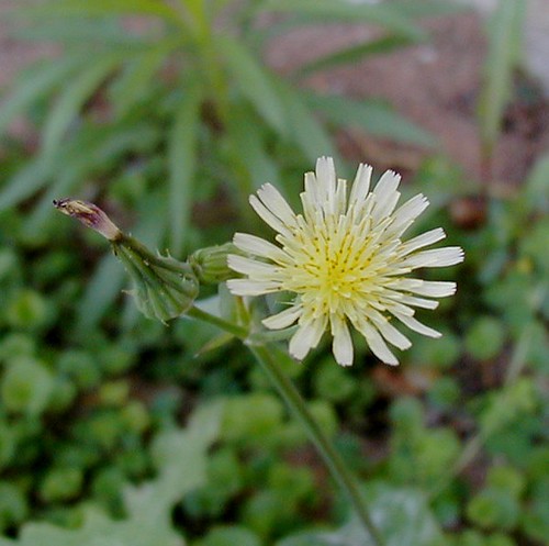 Pale Weed Flower