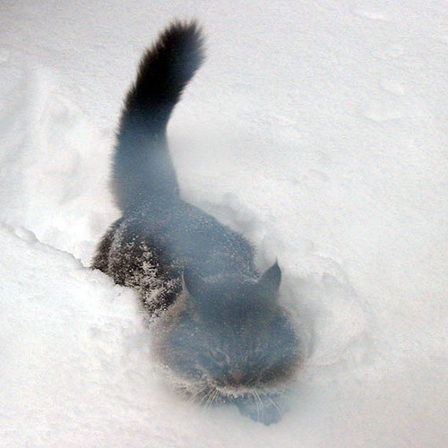 Angry Cat in Snow