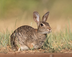 Rabbits, Hares