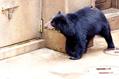 Spectacled Bear of Zoological Gardens : メガネグマ（よこはま動物園ズーラシア）
