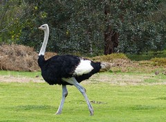 Emus and Ostriches