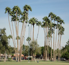 Pioneer Park, Mesa, AZ - 2015