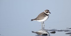 Pluvier semipalmé /Semipalmated plover