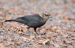 Blackbird,Orioles,Meadowlarks