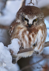 Petite Nyctale (Northern Saw-whet Owl)