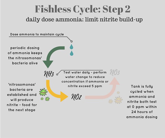 diagram showing step two of fishless cycle - testing for nitrite and nitrate