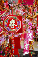 Chinese_New_Year_Wishing_Tree_©_Melissa_Donaghue-5732