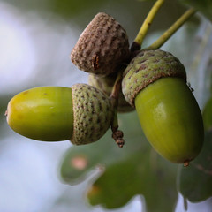 Obst / Nüsse