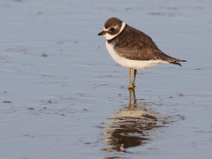 Plovers, Oystercatchers, Stilts, Killdeers and Avocets