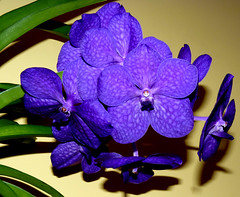 orchids #12 (full)