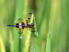 Dragonflies - കല്ലൻ തുമ്പികൾ