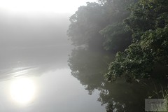 Early morning on the Tresillian River