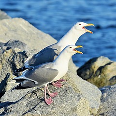 Gulls, Terns, Skimmers (Family Laridae) 