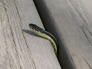 Garter Snake at Narcisse