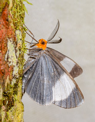 Geometrid Moths (Geometridae)