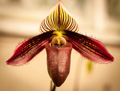 Denver Botanic Gardens Orchid Show 2017