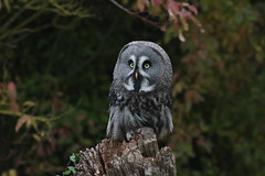 ~ Great Grey Owl ~