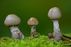 Pilze / Mushrooms