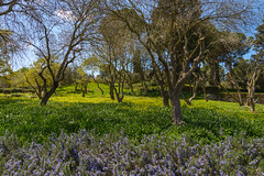 Spring in Rotshild's Park - 2017-03-04