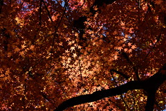 Yoyogi Park 2015 Autumn