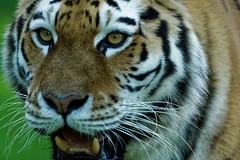 Amur Tigers, Longleat Safari Park 2015