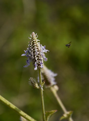 Bandipur Flora
