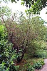 Eleocarpaceae