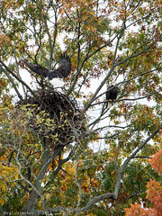 Bald Eagles Return to Swimming River