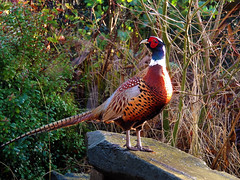 Pheasant 2016